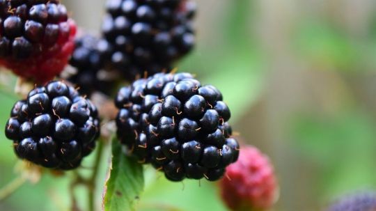 Beneficio de la Pera