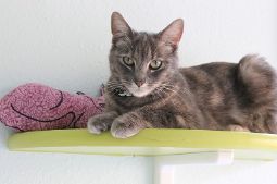 gato adecuato para ti