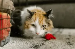 Comportamiento territorial de gatos domésticos