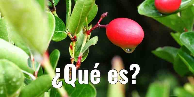 QUE-ES-LA-FRUTA-MILAGROSA