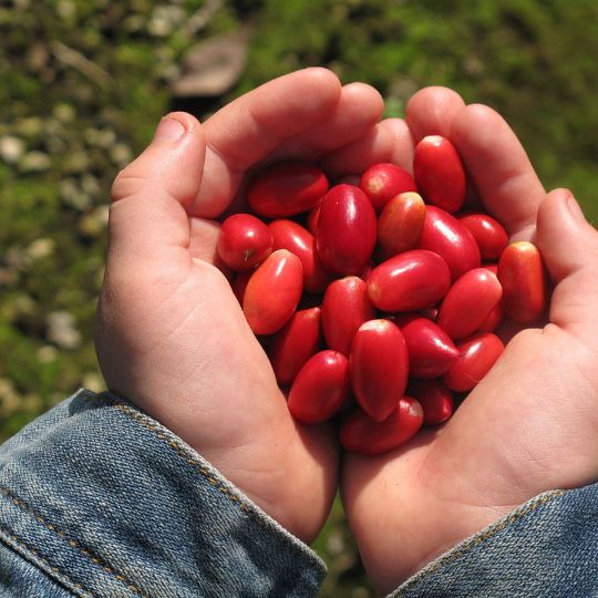 LA FRUTA MILAGROSA