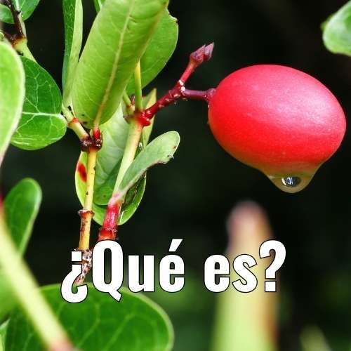 QUE-ES-LA-FRUTA-MILAGROSA