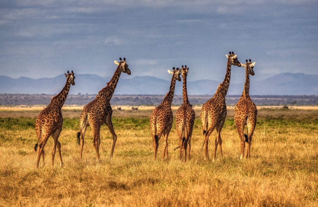 Viajes a Kenia