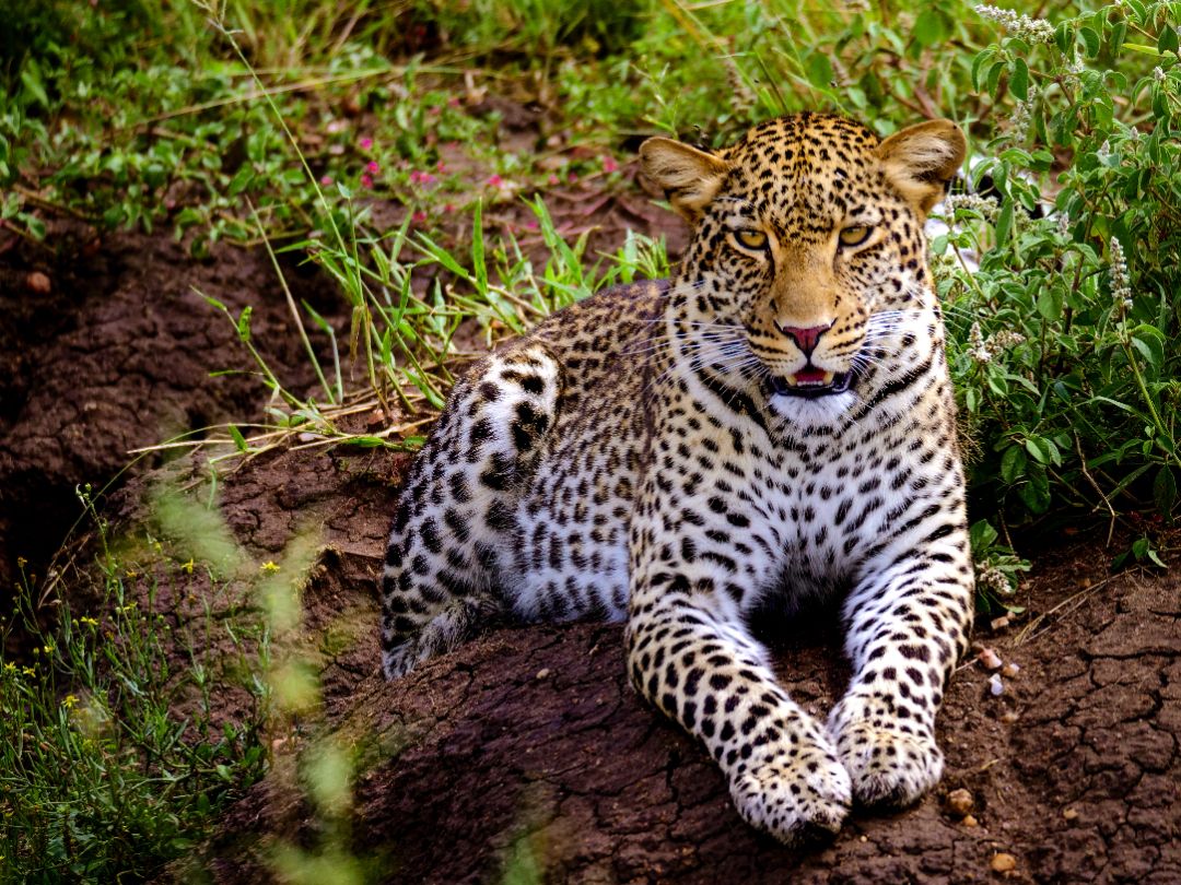 Viajes a Kenia