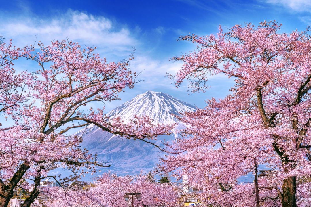 Descubre la magia de Japón durante la temporada de floración de los cerezos. Pasea por los emblemáticos jardines de Kioto, participa en ceremonias tradicionales del té y hospédate en exclusivos ryokans que ofrecen una mezcla perfecta de lujo y tradición.