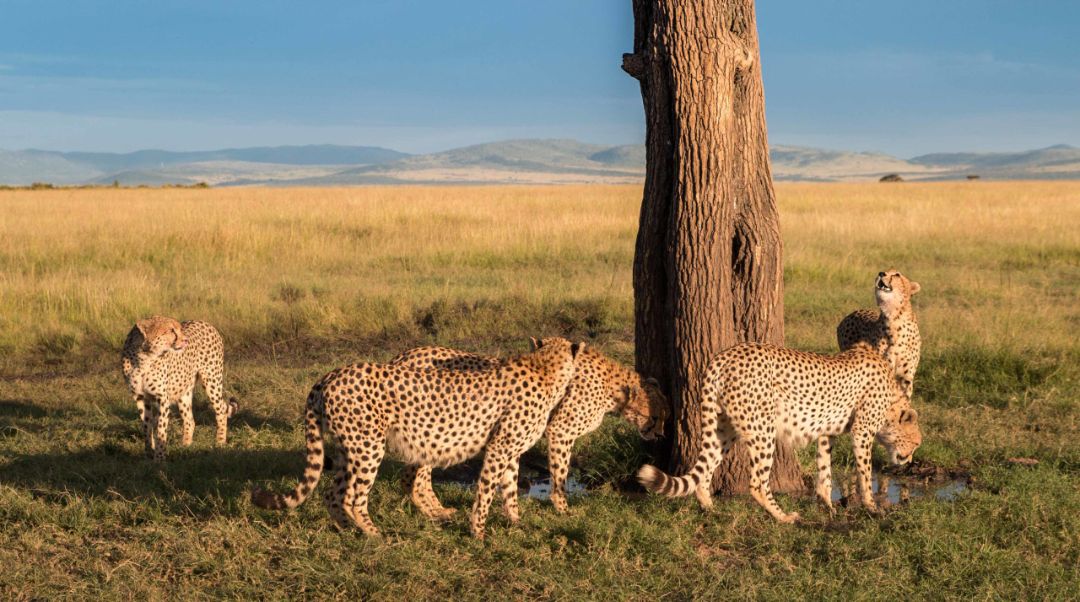 Embárcate en un safari personalizado en las reservas más prestigiosas de Kenia. Disfruta de alojamientos de lujo en medio de la sabana y observa de cerca la majestuosa fauna africana en su hábitat natural.