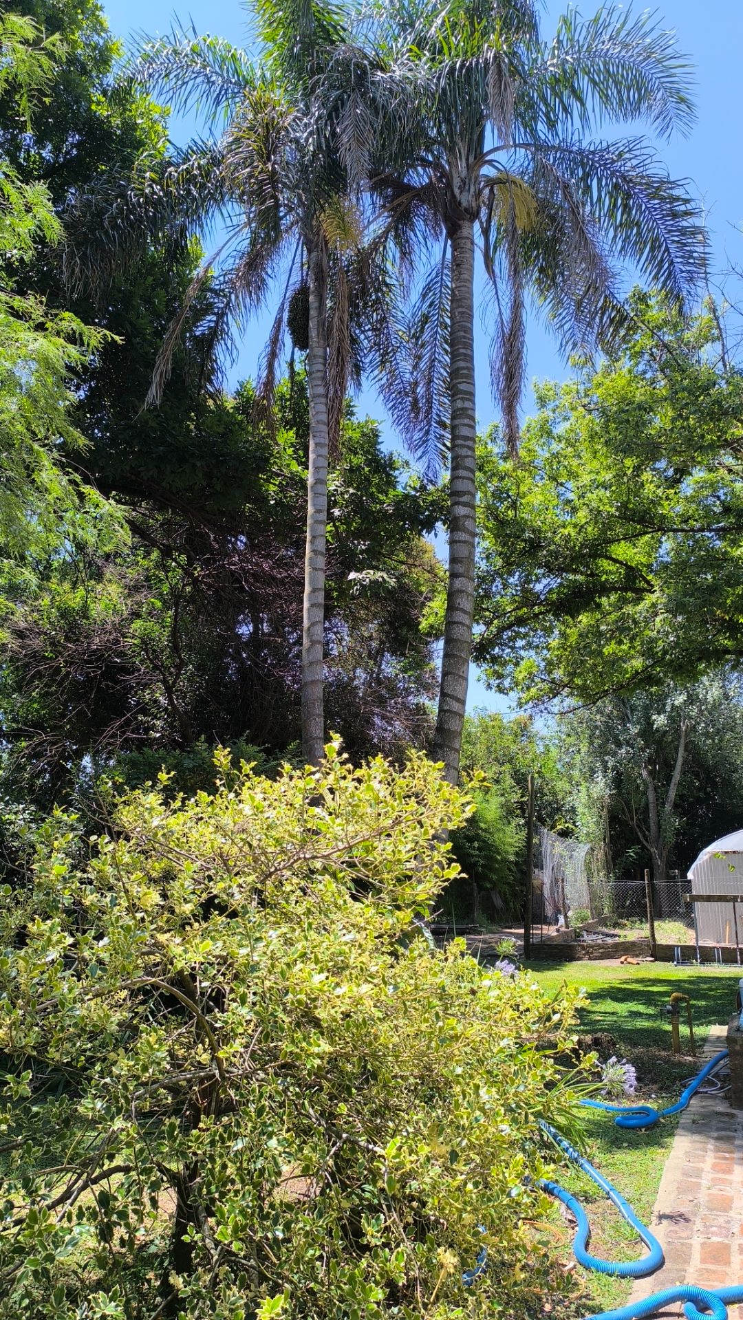 Bajo los árboles