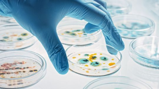 Análisis Microbiológico